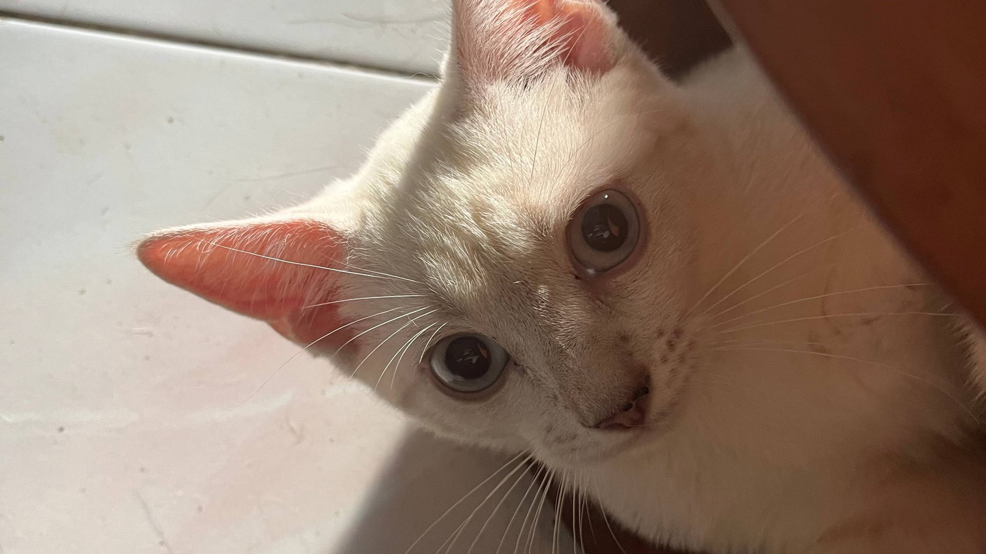 "Master React Query with mystifying ease" Analysis